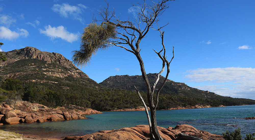 Baum am Meer - Australien