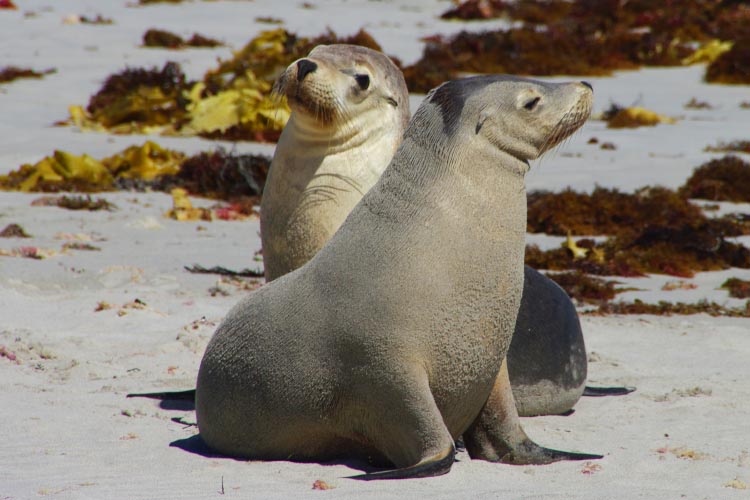 © Real Aussie Adventures