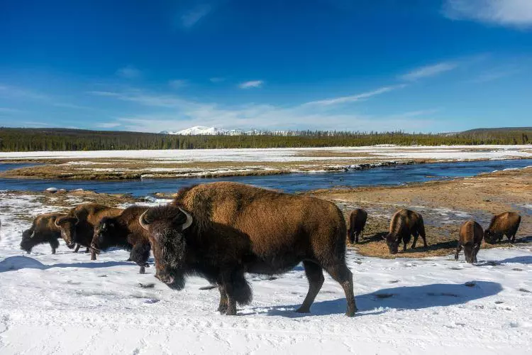 Wood Buffalo Winter