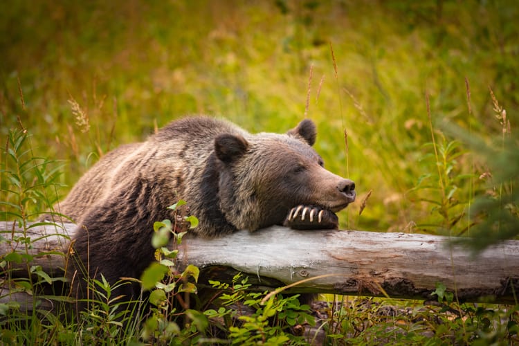 Grizzly Bär eine Pause in einem Bergwald im Sommer Banff Nationalpark Alberta Kanada