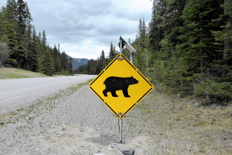 Der Great Bear Rainforest an der zerklüfteten Küste von British Columbia