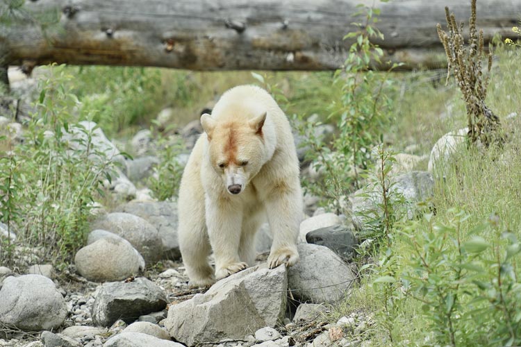 Der Great Bear Rainforest an der zerklüfteten Küste von British Columbia