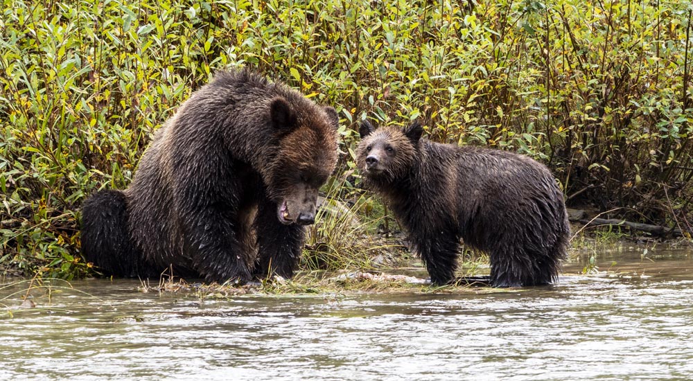 Great Bear Rainforest British Columbia