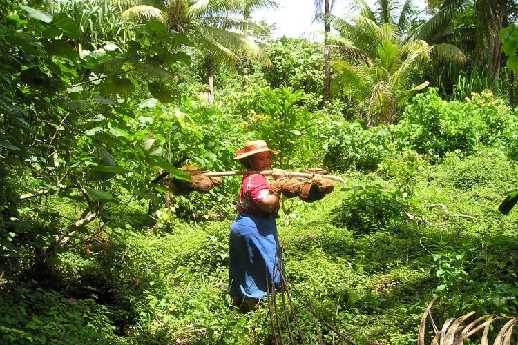 Frau sammelt Kokosnüsse