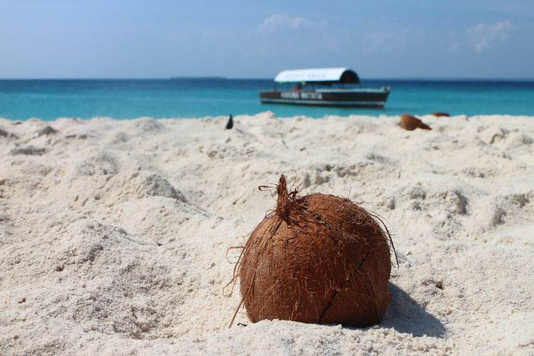 Kokosnuss am Strand von Rarotonga