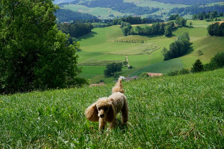 Wanderurlaub mit Hund: Tipps, Planung & die besten Routen