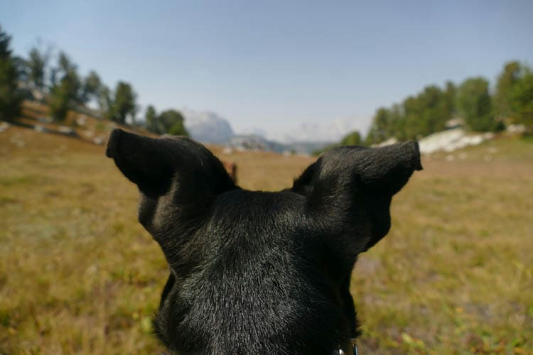Wandern mit Hund