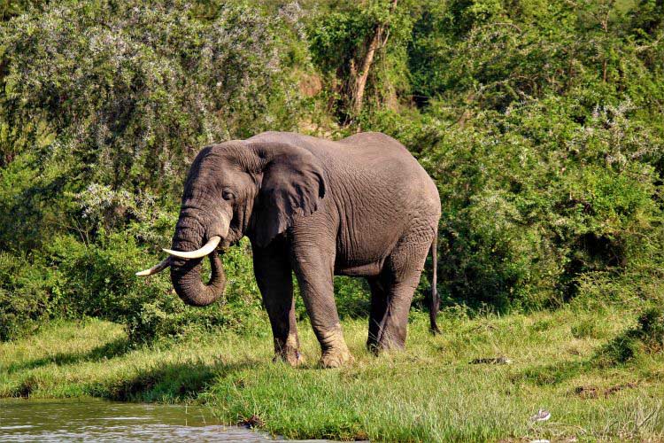 Uganda Elefant
