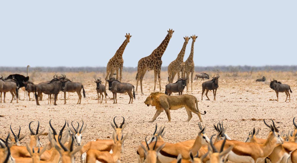 Namibia Safari2 pixabay