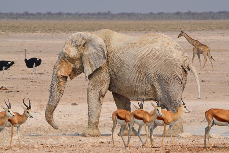 Namibia Safari pixabay